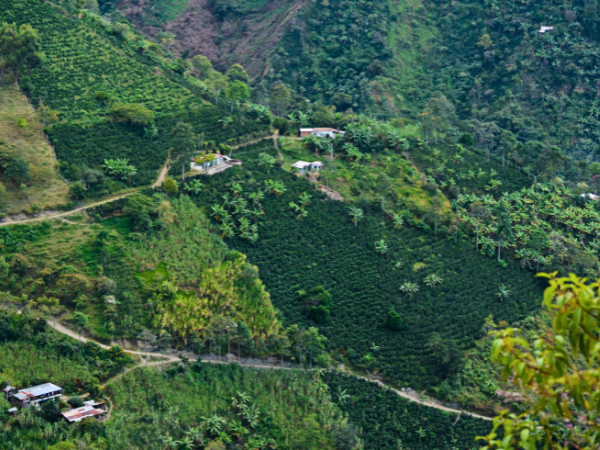 Colombian coffee photo 