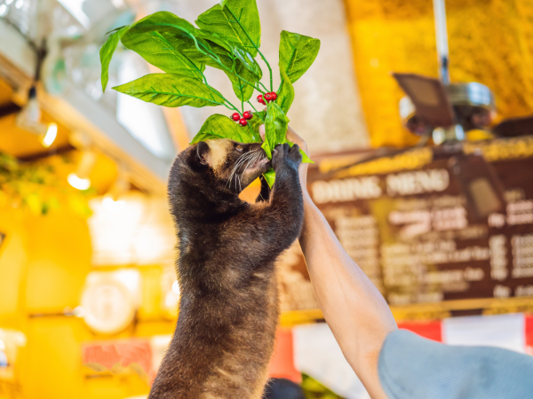 Origins Of Kopi Luwak photo