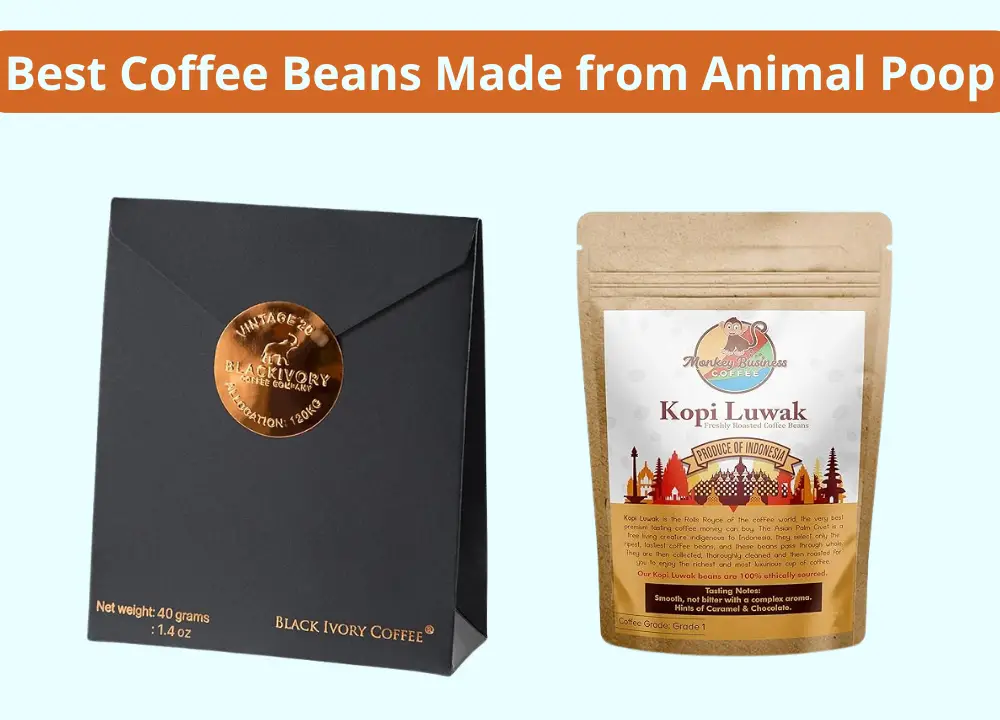 Best Coffee Beans Made from Animal Poop photo