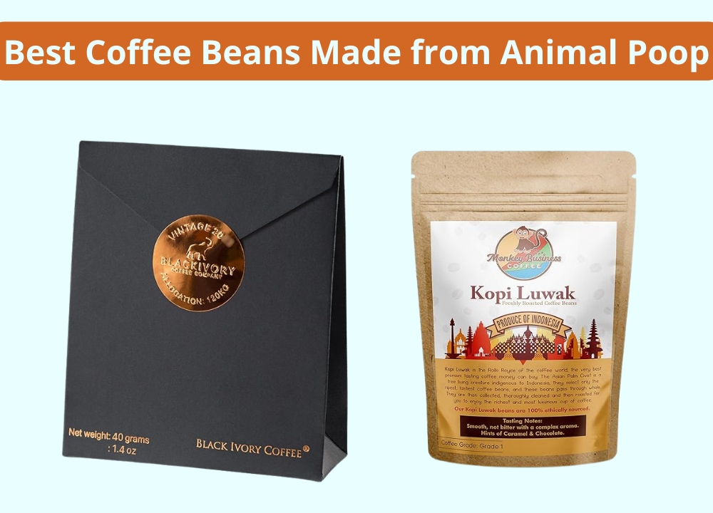 3 Best Coffee Beans Made From Animal Poop Grind Those Beans 3 Best Coffee Beans Made From Animal Poop Grind Those Beans