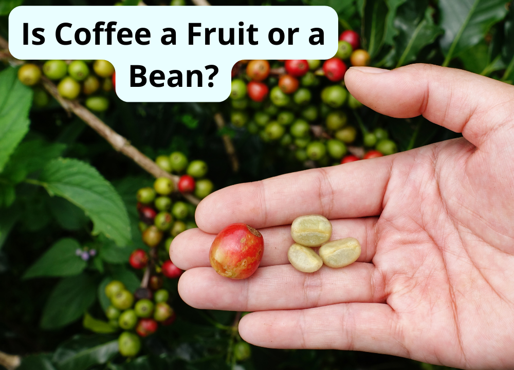 Is Coffee a Fruit or a Bean photo