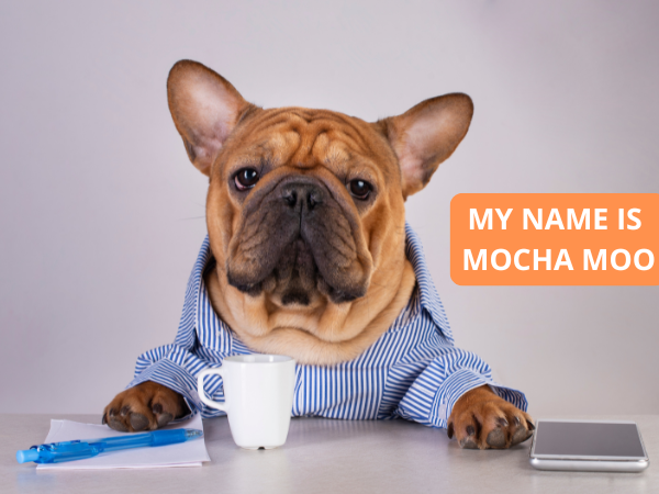 111 Creative Coffee Names for Dogs photo 1