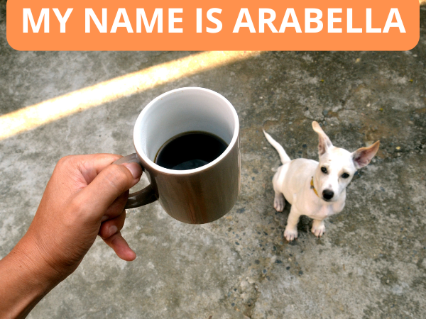 111 Creative Coffee Names for Dogs photo 2