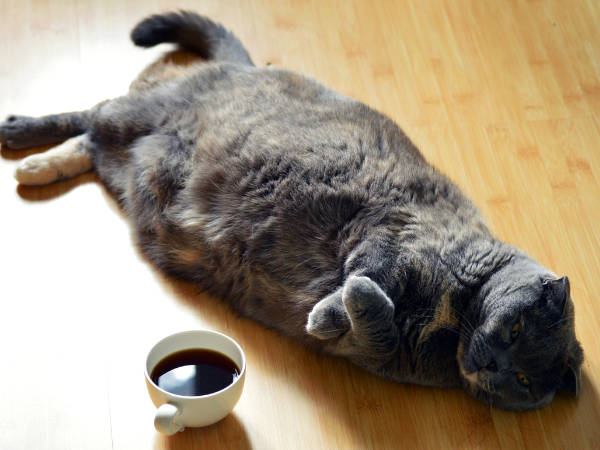 cat and coffee photo 1