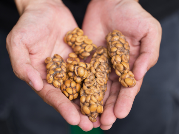 The Rise Of Kopi Luwak 2