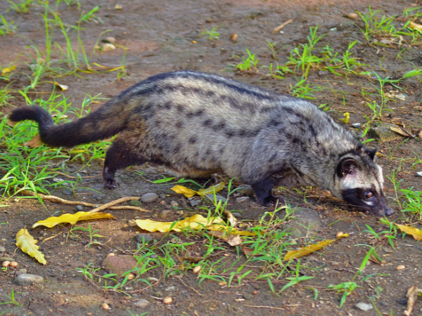What Is A Civet 1